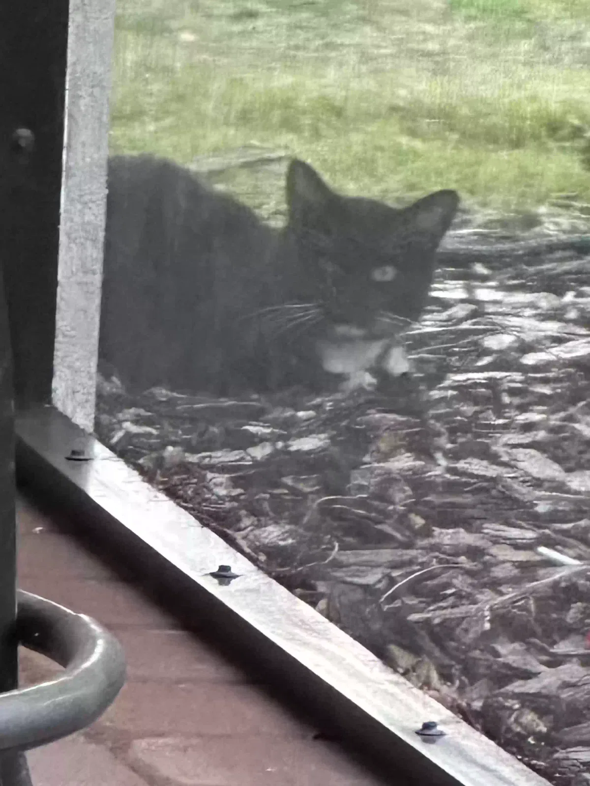 Found cat in Nokomis, FL, 34275