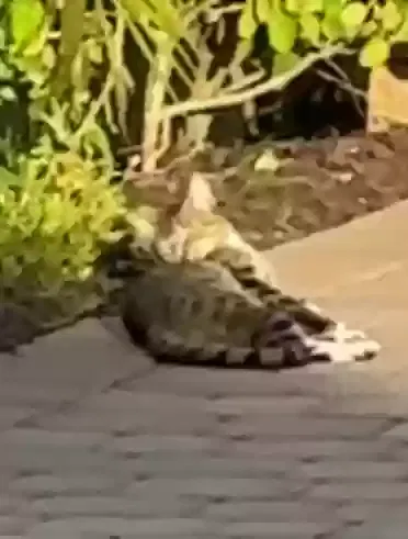 Found cat in Nokomis, FL, 34275