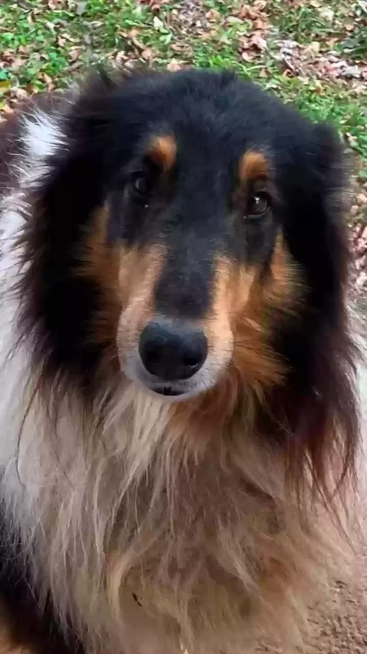 Lost dog in Dalton, GA, 30721