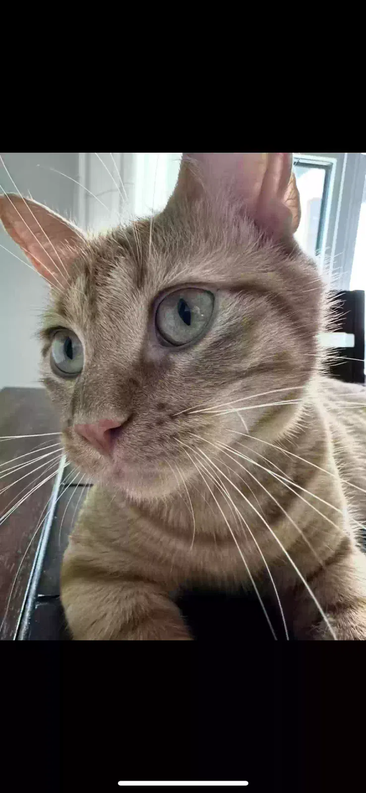 Lost cat in Lorena, TX, 76655