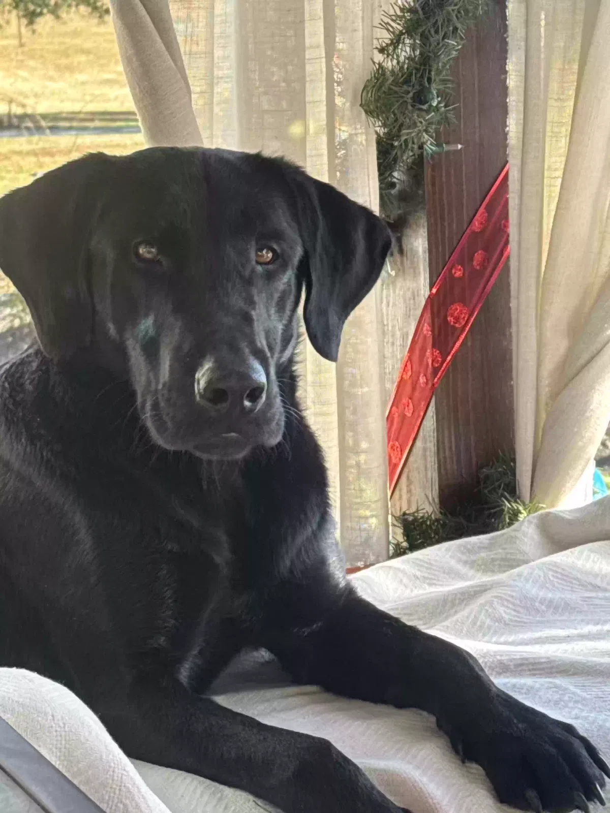 Found Dog