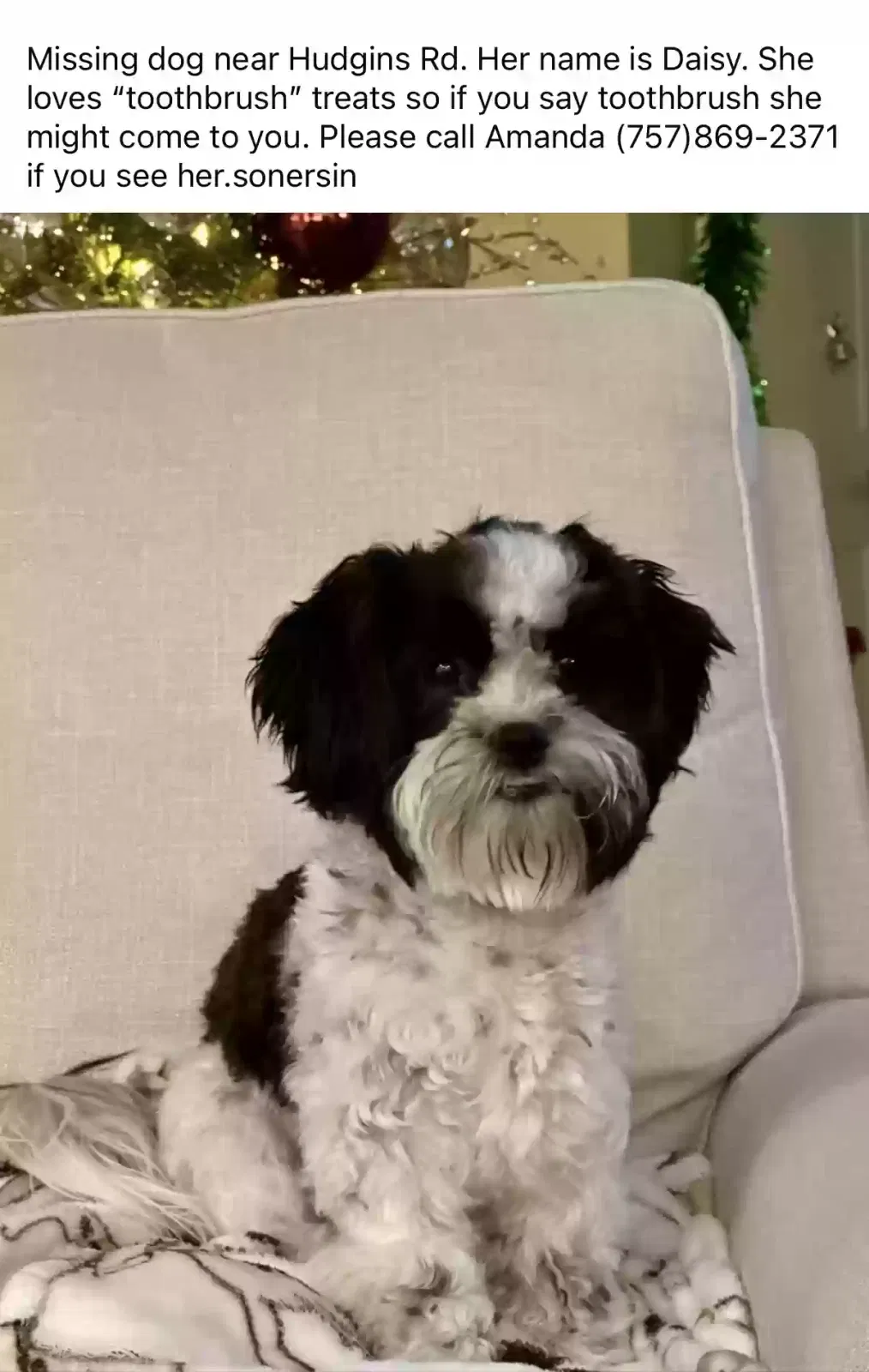 Lost dog in Poquoson, VA, 23662