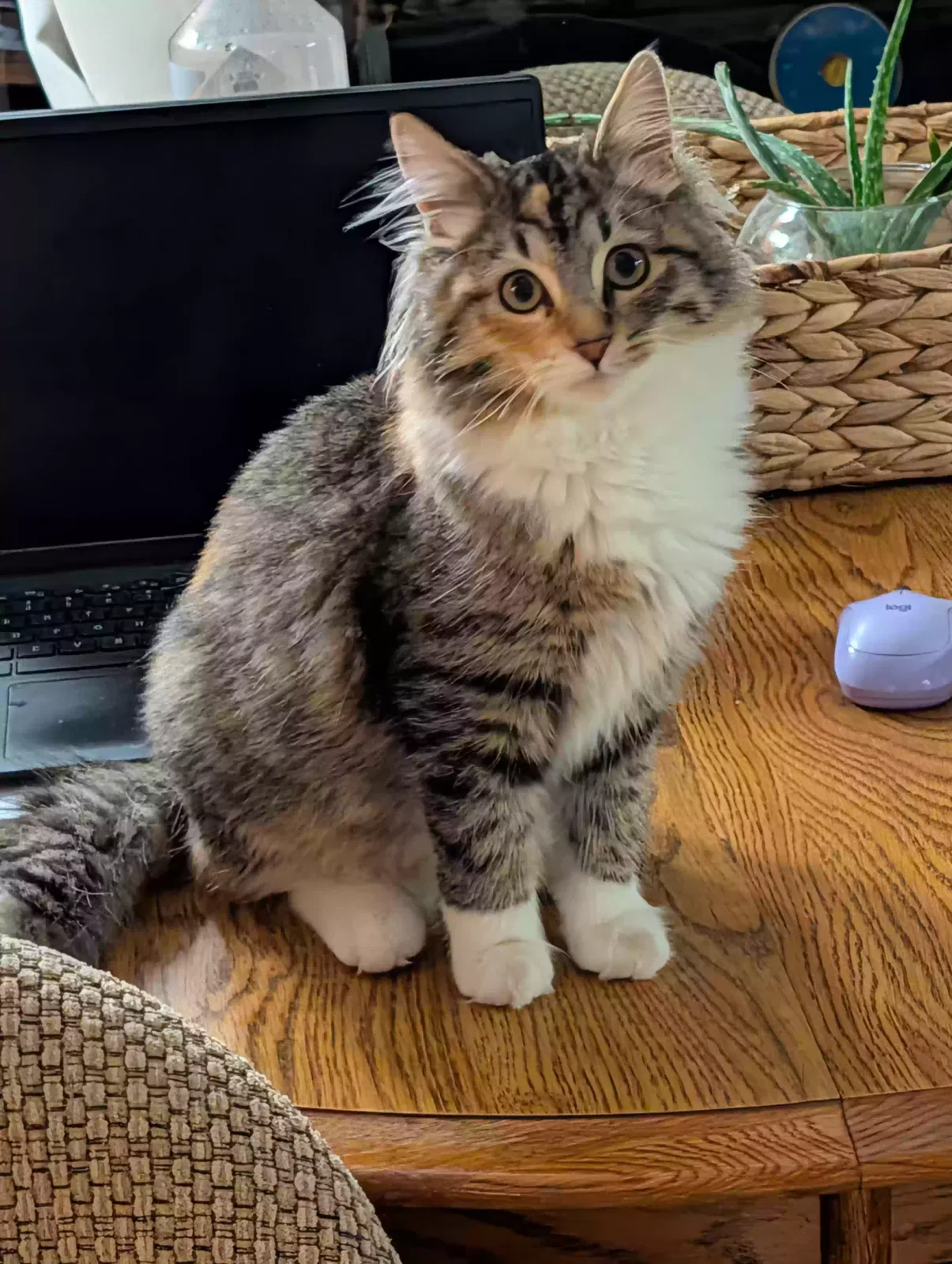 Found cat in Huntington, OR, 97907