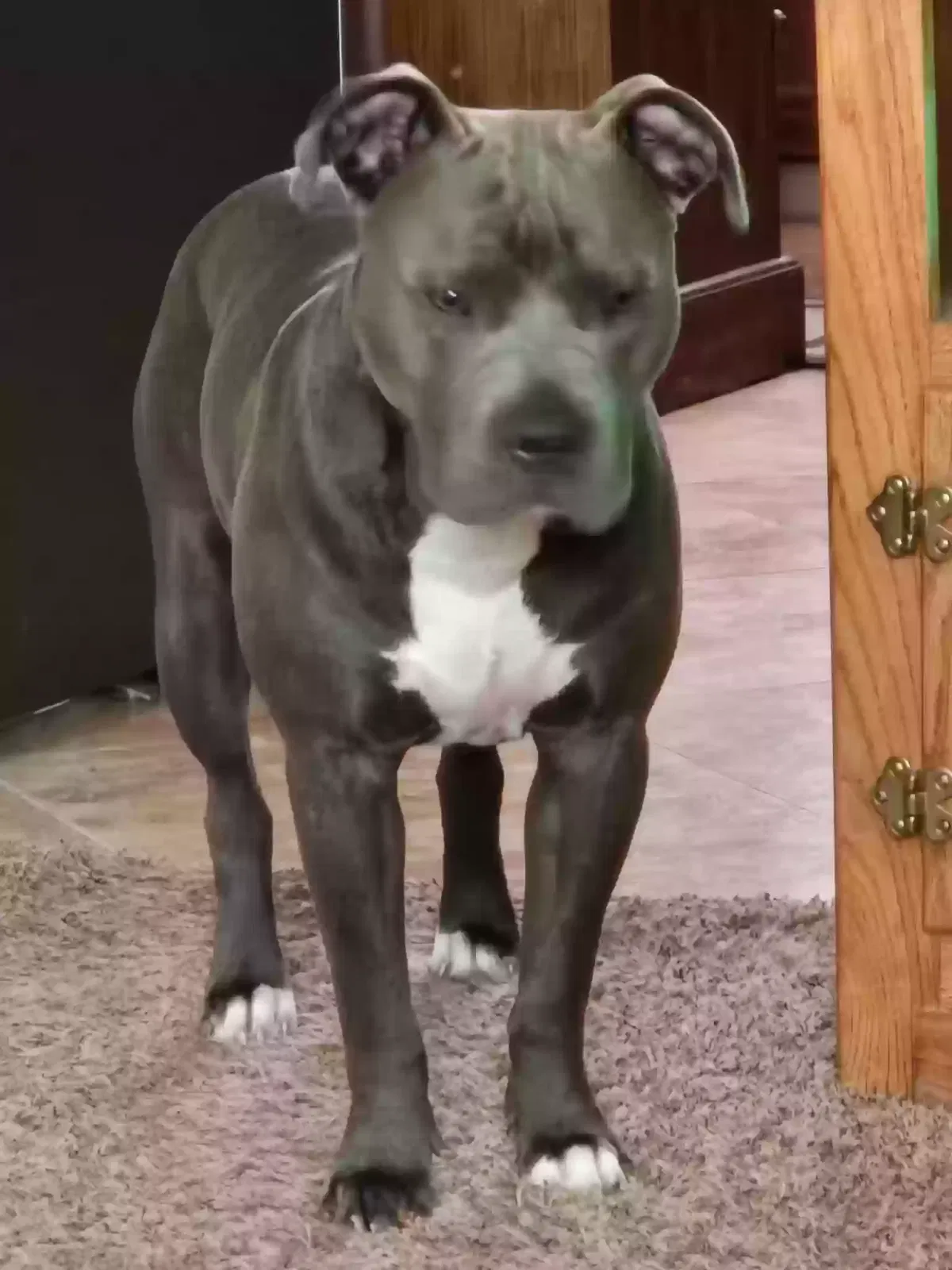 Lost dog in New Augusta, MS, 39462