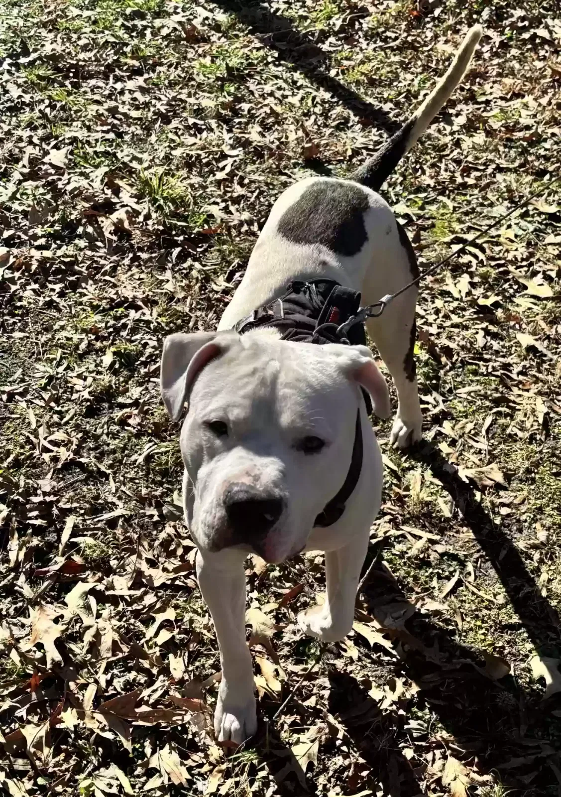 Found dog in Richmond, VA, 23224