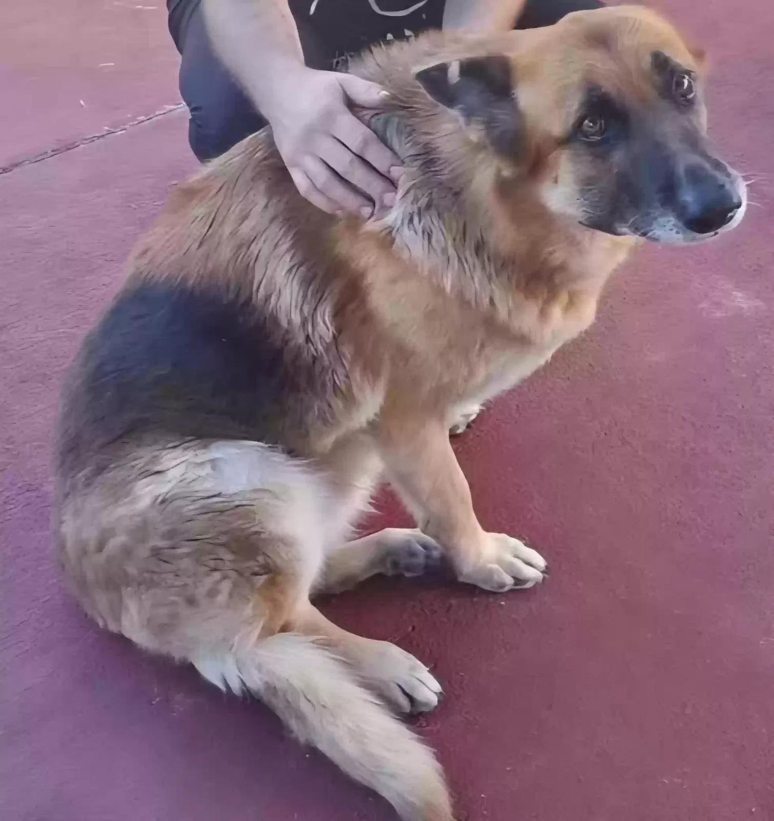 Lost dog in Hollywood, FL, 33020