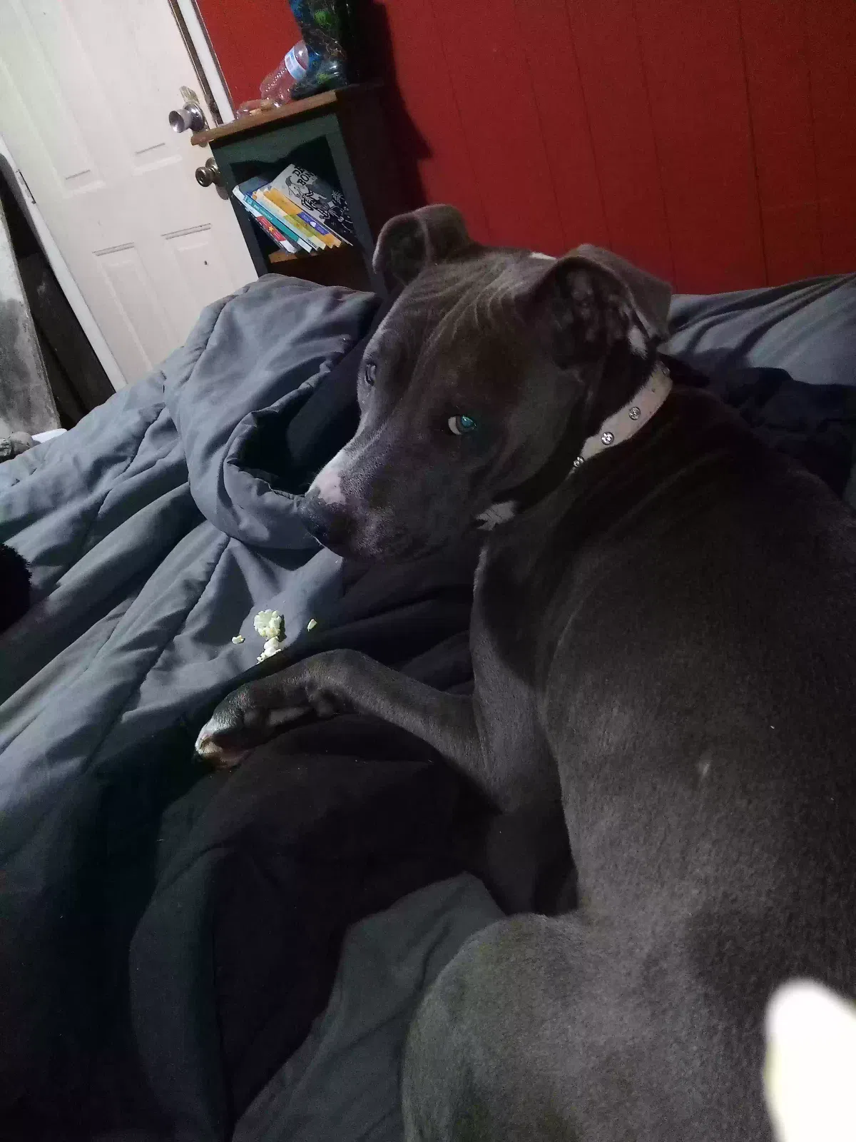 Lost dog in Blountsville, AL, 35031