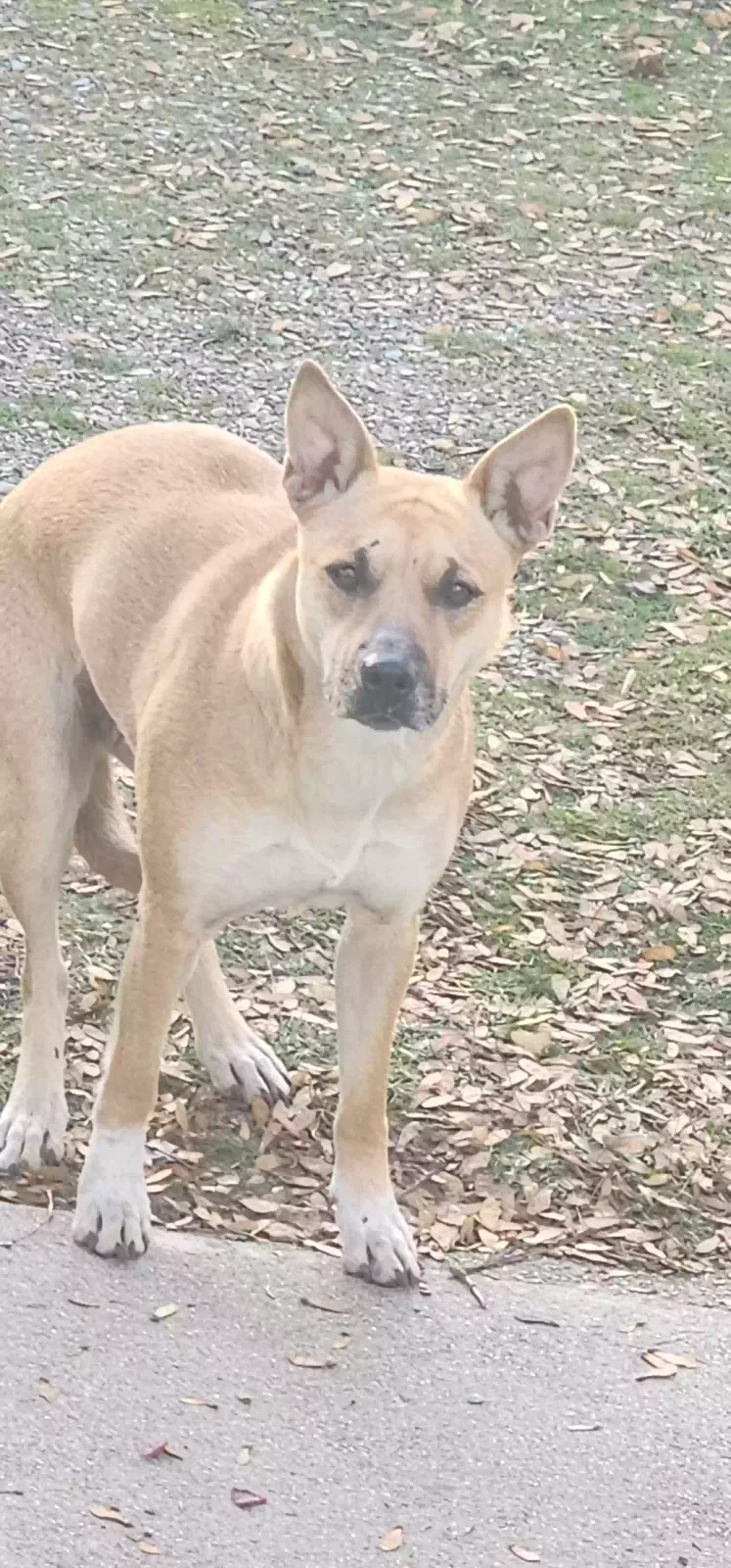 Found dog in Spokane, WA, 99206