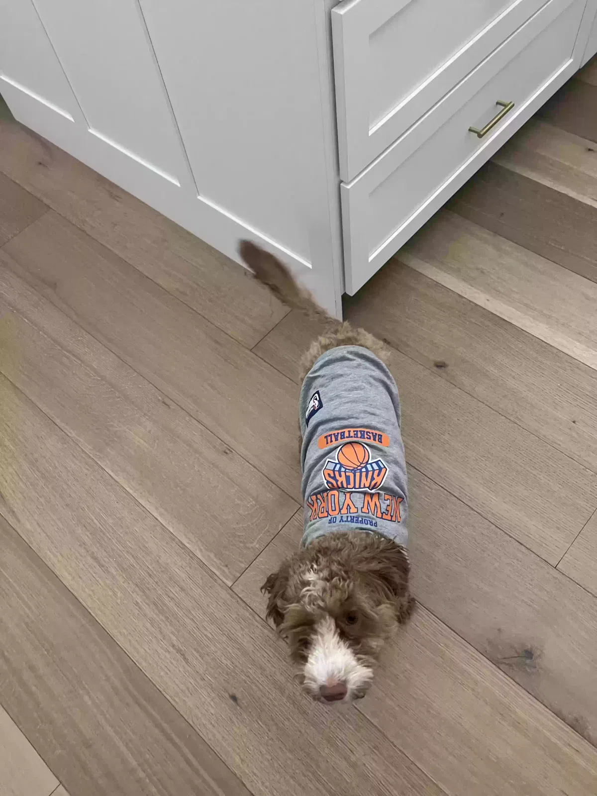 Lost dog in Boonton, NJ, 7005