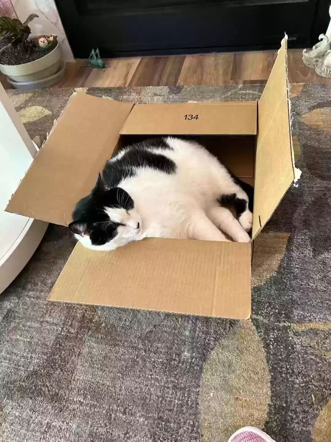 Lost cat in Grand Junction, CO, 81505