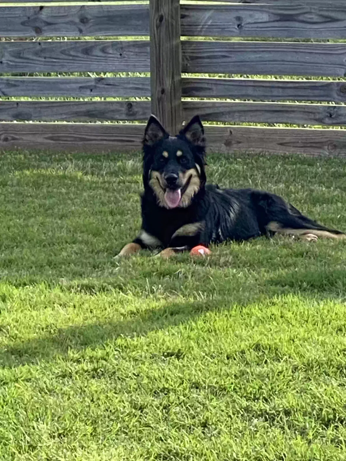 Lost dog in Muscle Shoals, AL, 35661