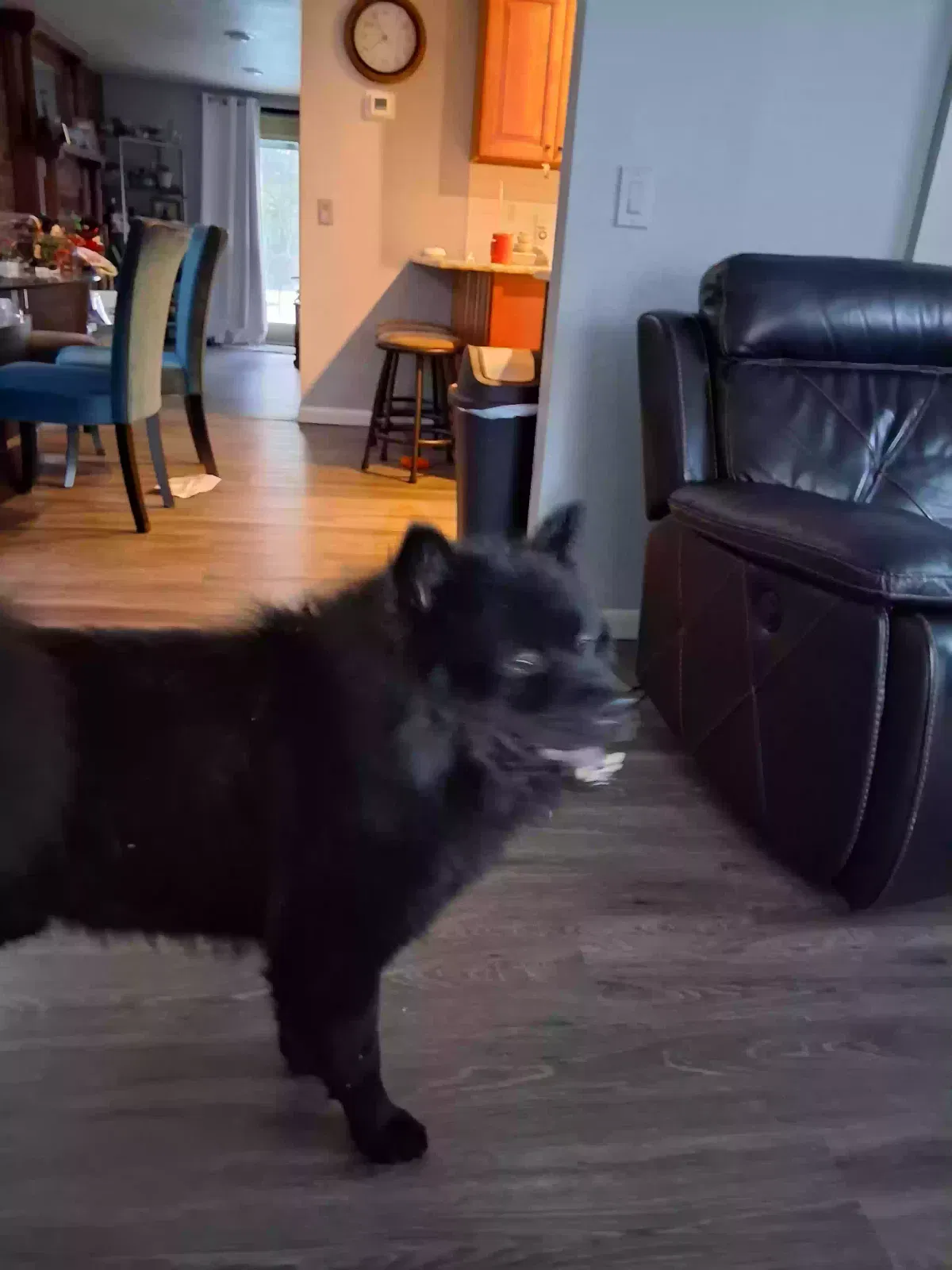 Found dog in Longwood, FL, 32750