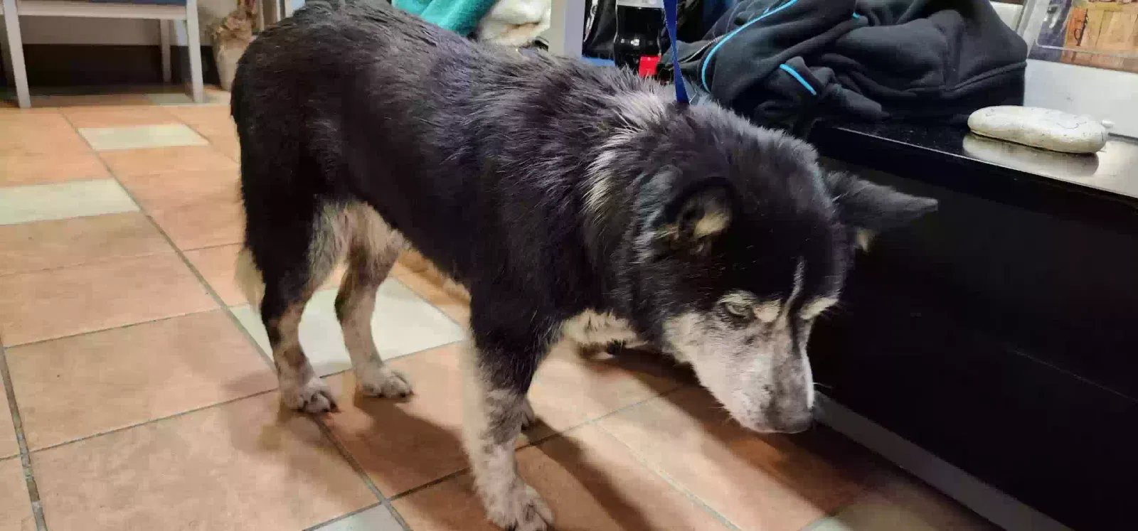 Found dog in Lynnwood, WA, 98036