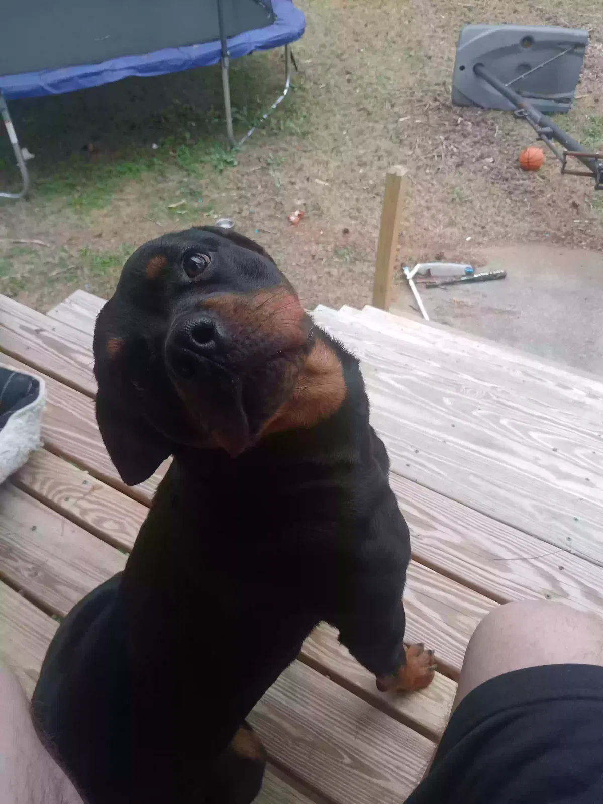 Found dog in Newnan, GA, 30263