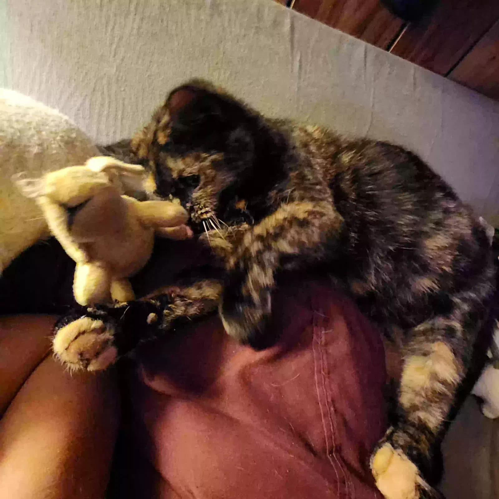 Lost cat in Burkburnett, TX, 76354
