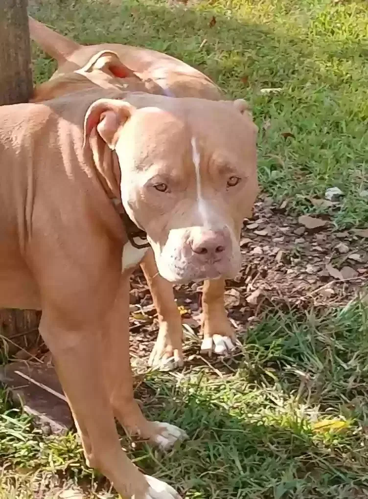 Lost dog in Leitchfield, KY, 42754