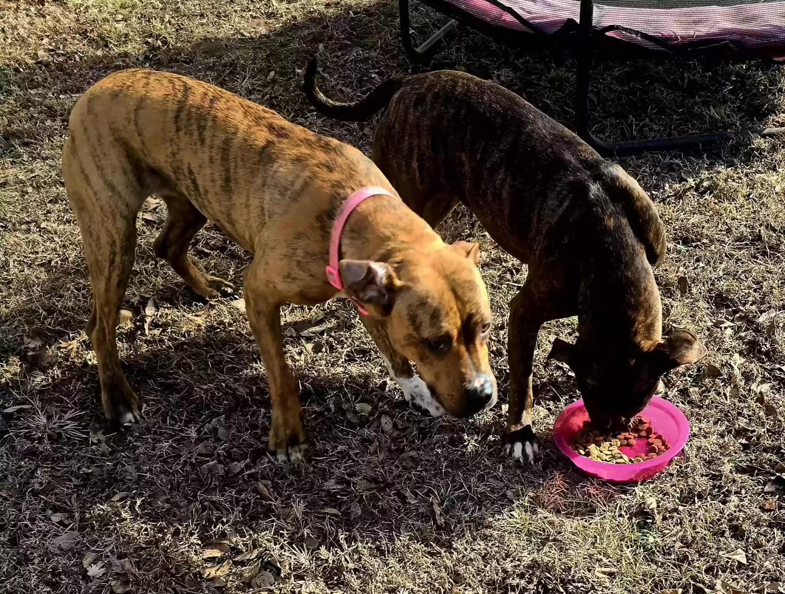 Found dog in Grandview, MO, 64030