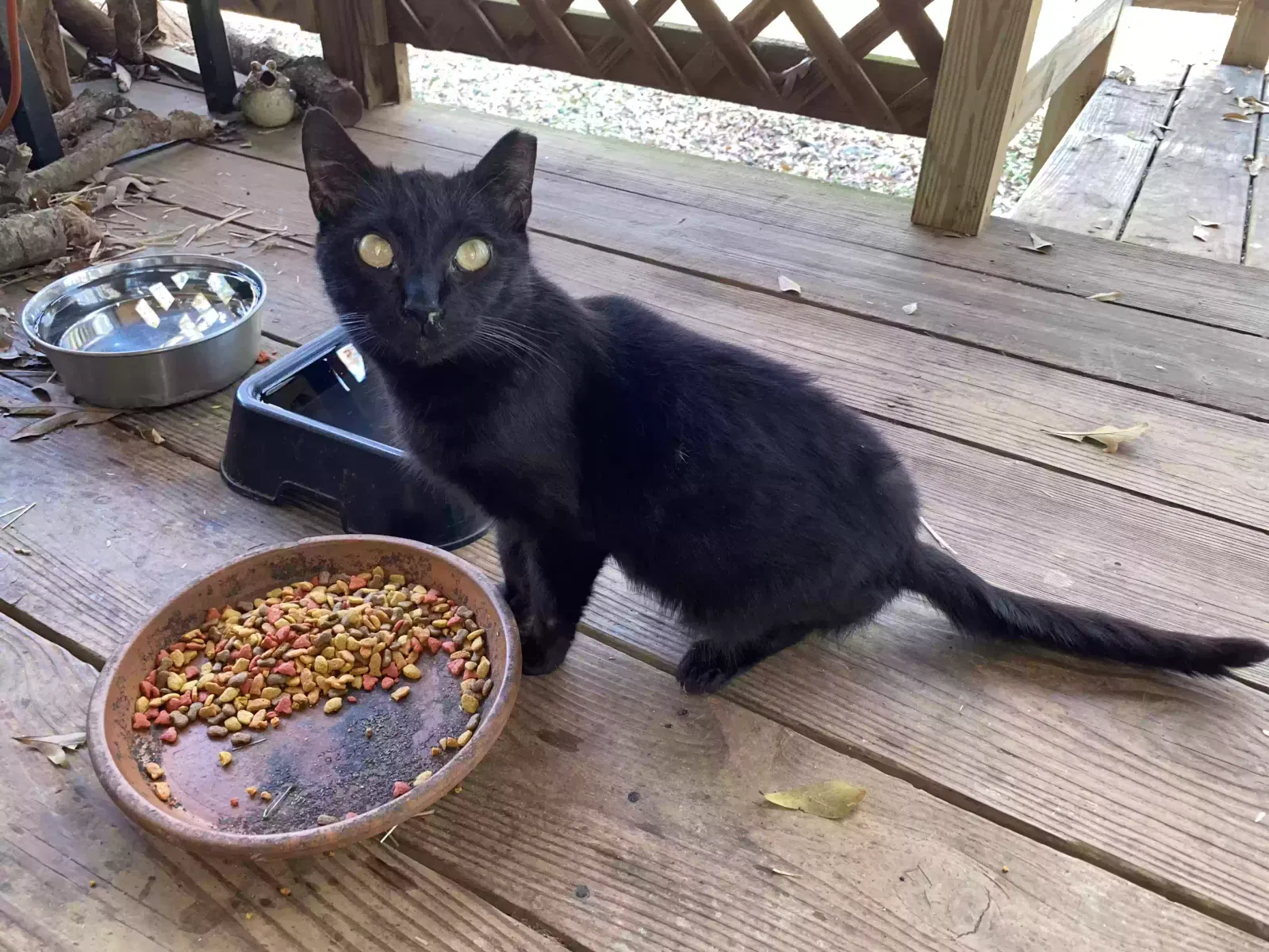 Found cat in Lexington, GA, 30648