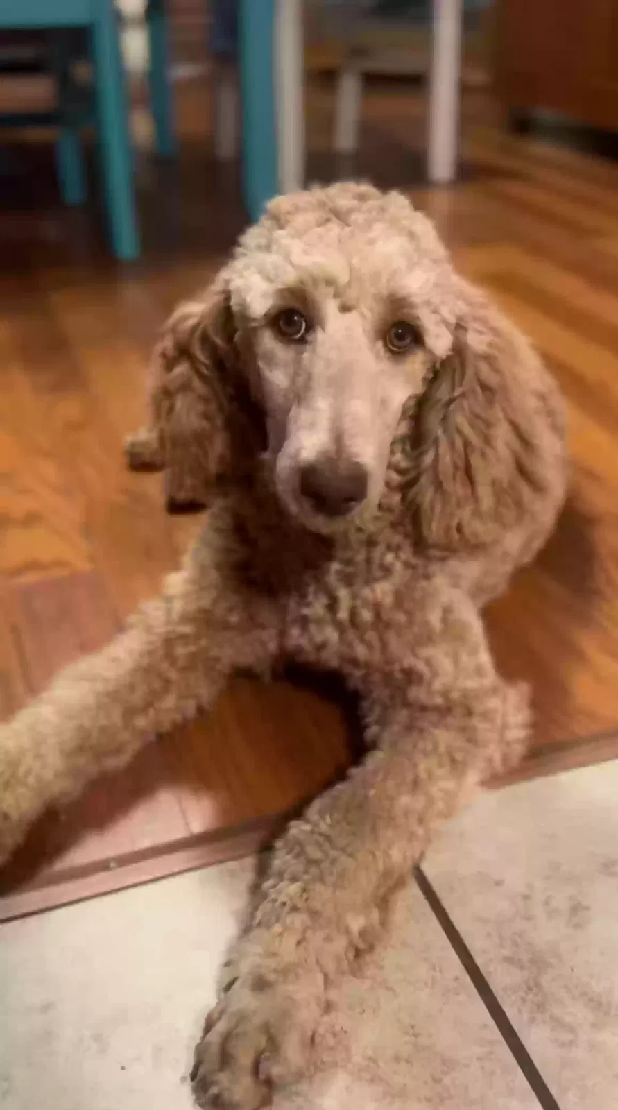 Lost dog in Albuquerque, NM, 87105
