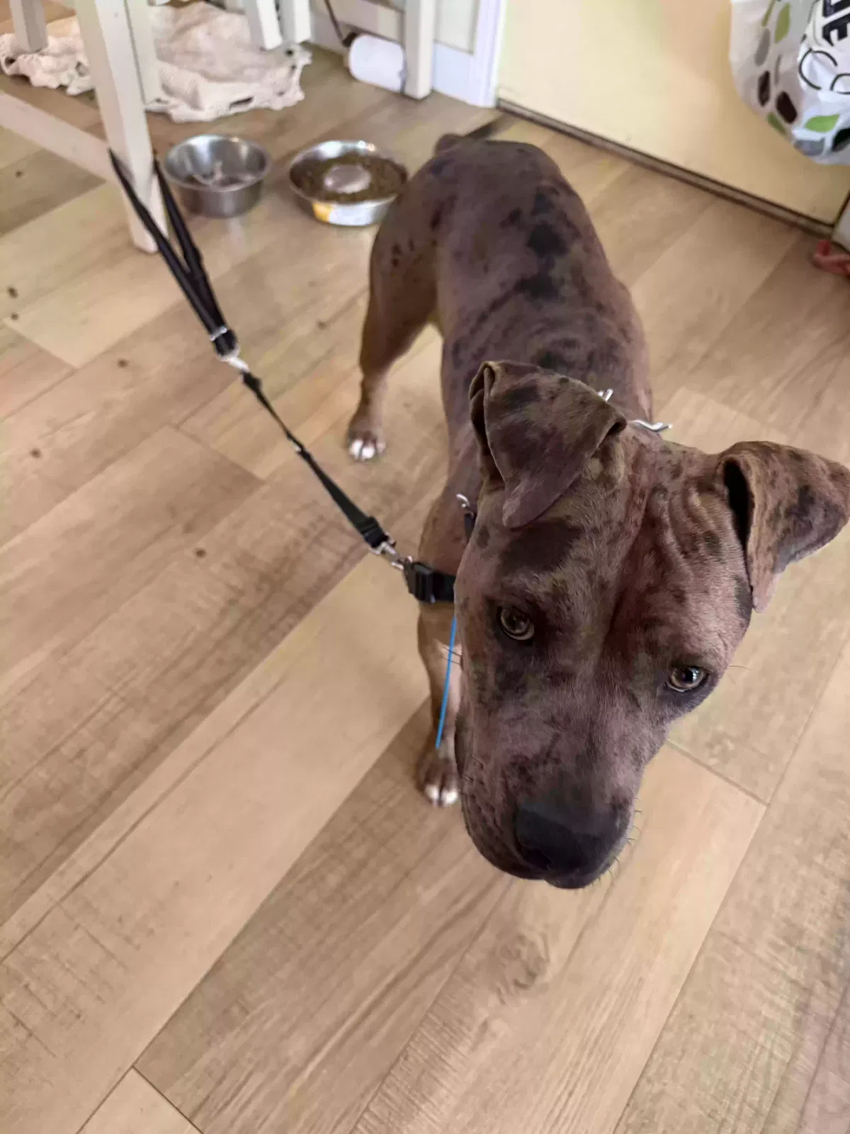 Found dog in Fort Worth, TX, 76112
