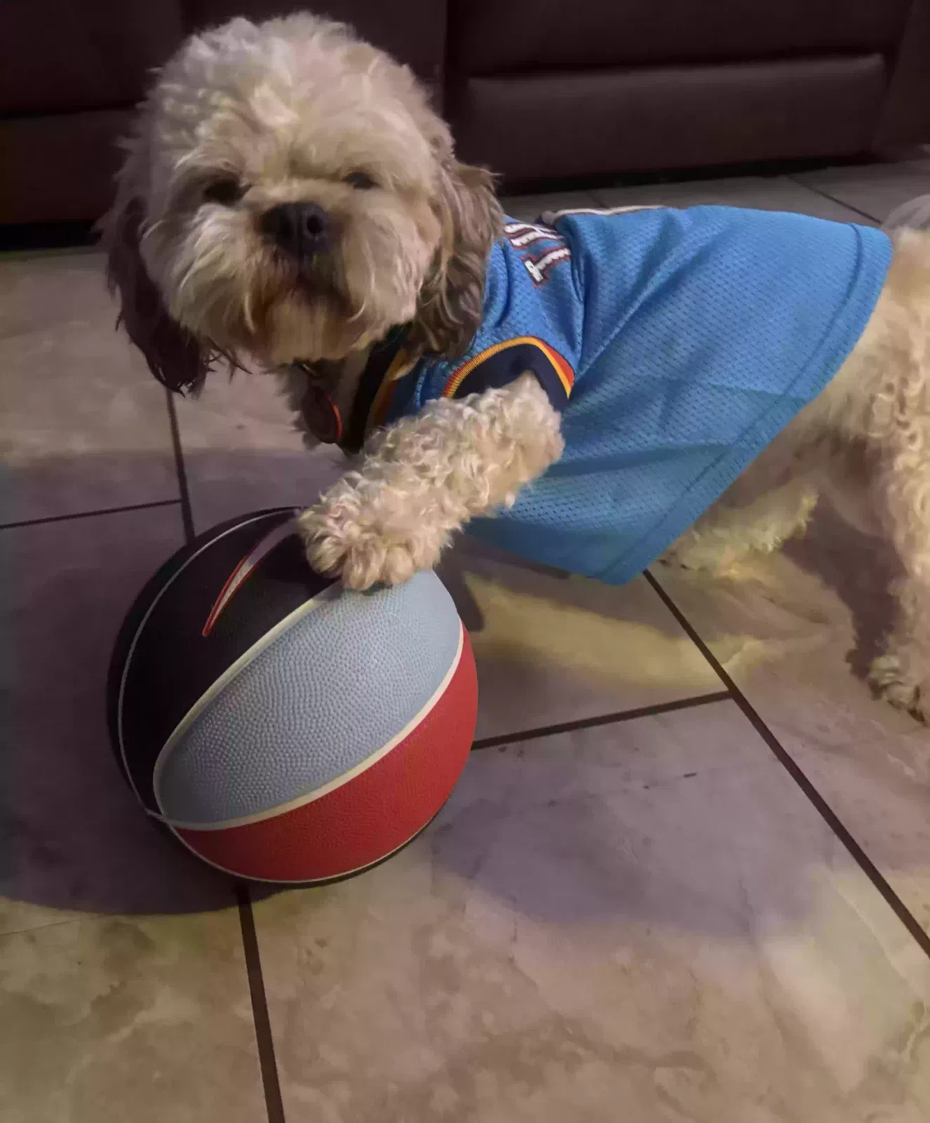 Lost dog in Oklahoma City, OK, 73129