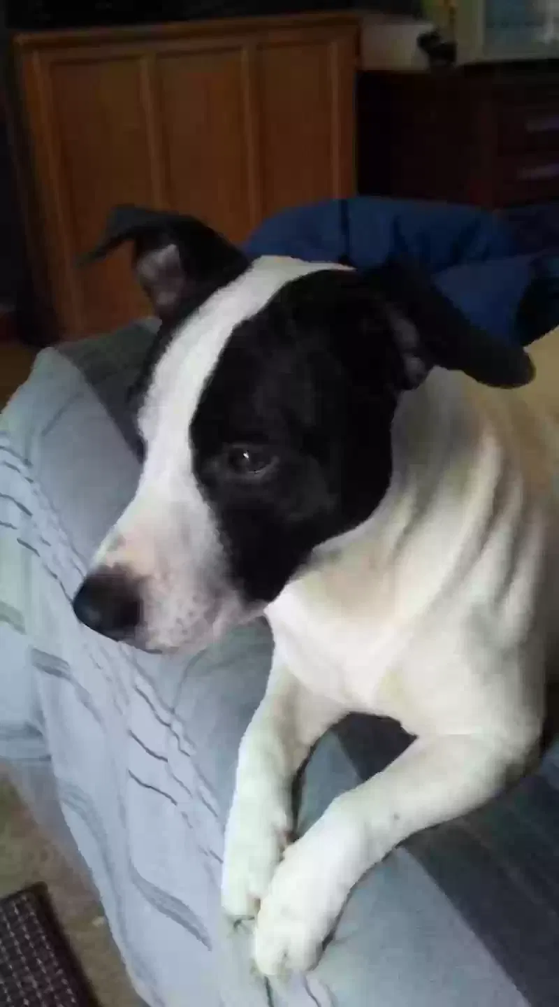 Lost dog in Sardis, MS, 38666