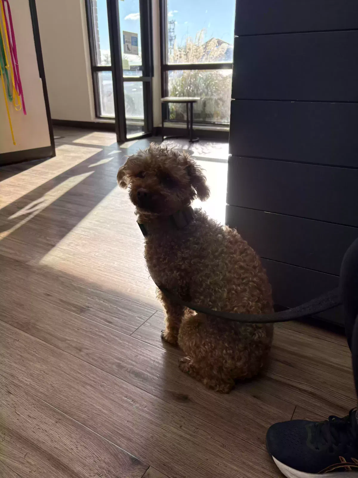 Found dog in Carrollton, TX, 75007
