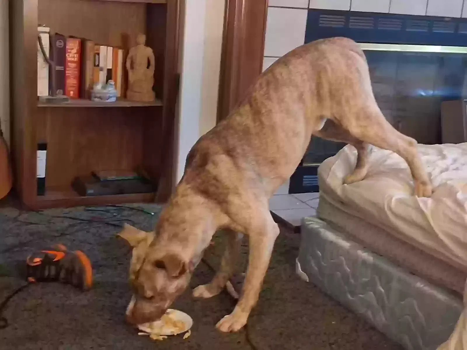Lost dog in New Brockton, AL, 36351