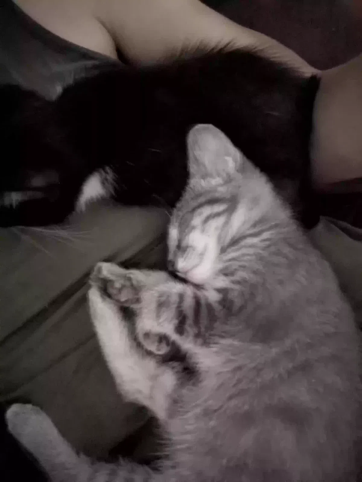 Lost cat in Mattawan, MI, 49071