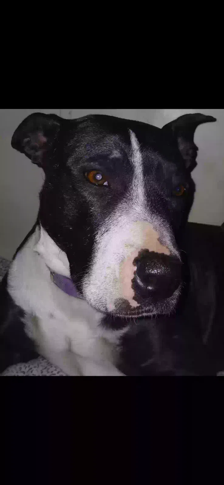 Lost dog in Odessa, TX, 79762