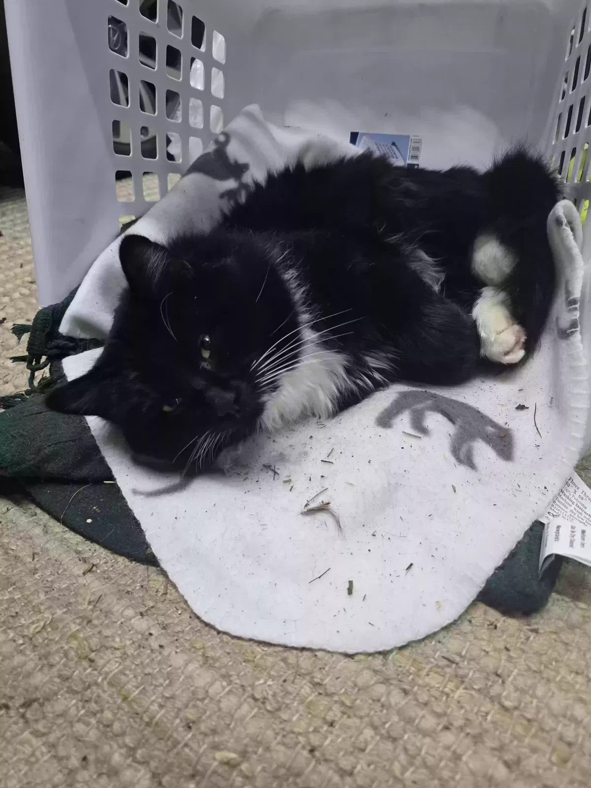 Found cat in Cornelius, OR, 97113
