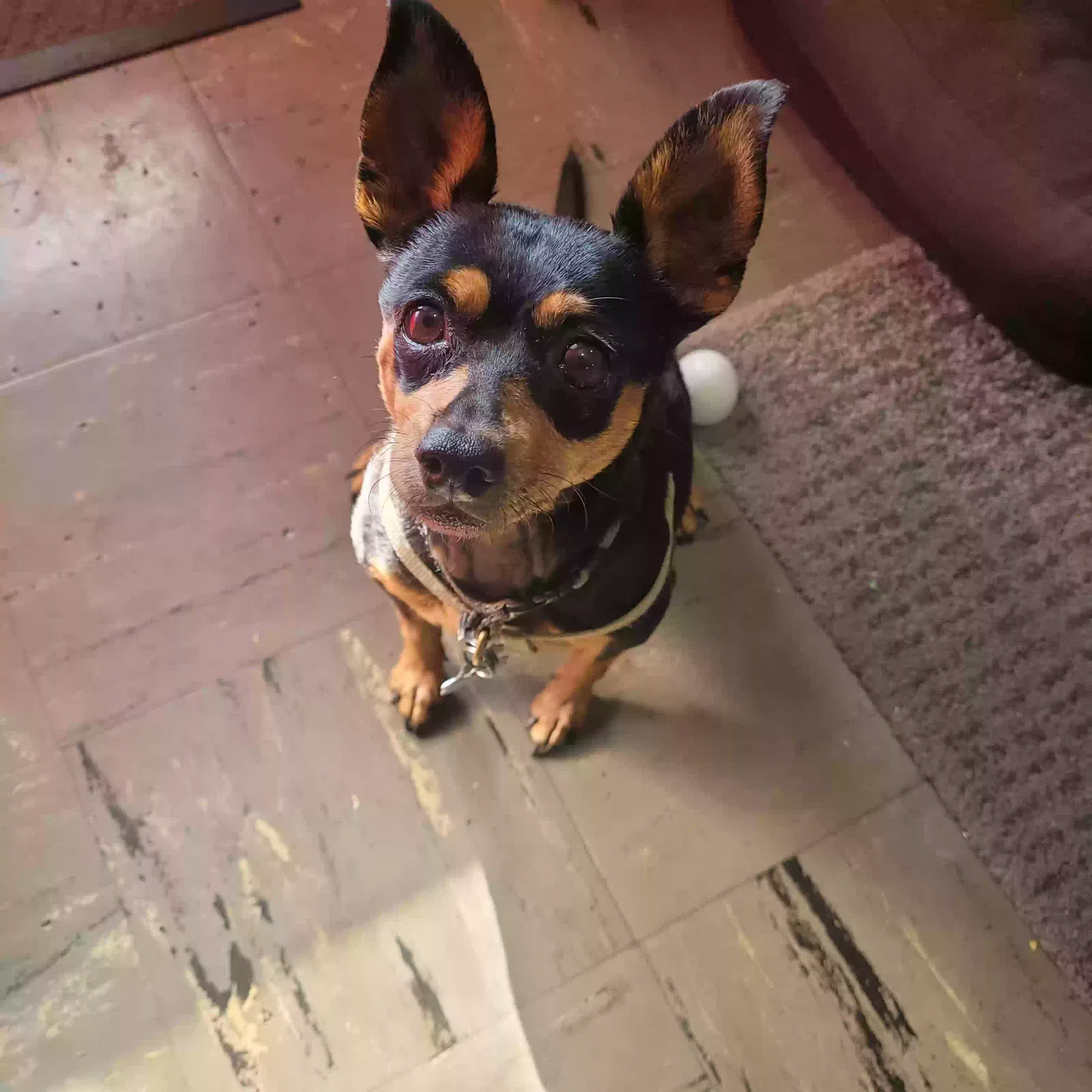 Lost dog in El Monte, CA, 91731