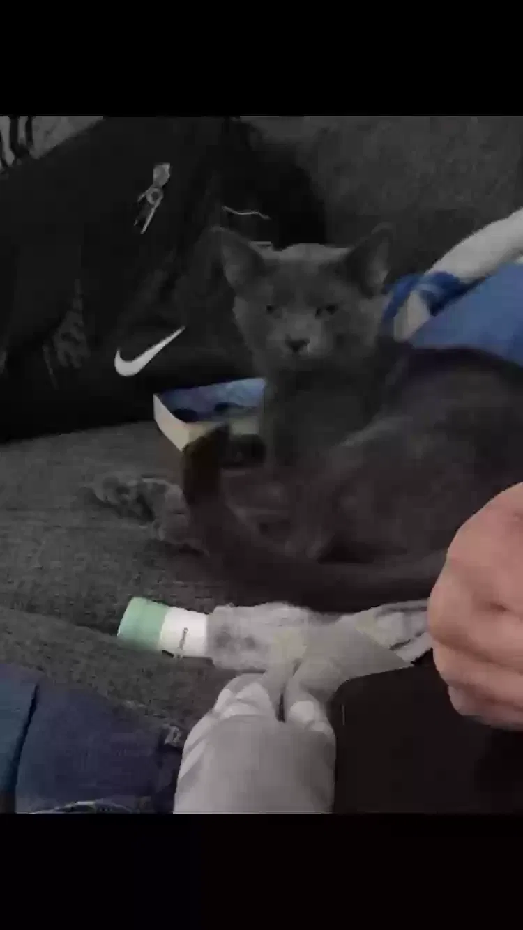 Lost cat in Prestonsburg, KY, 41653