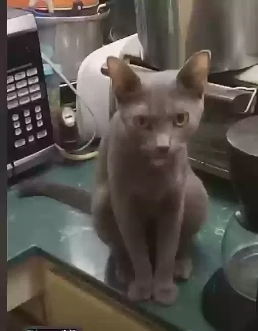 Lost cat in Prestonsburg, KY, 41653