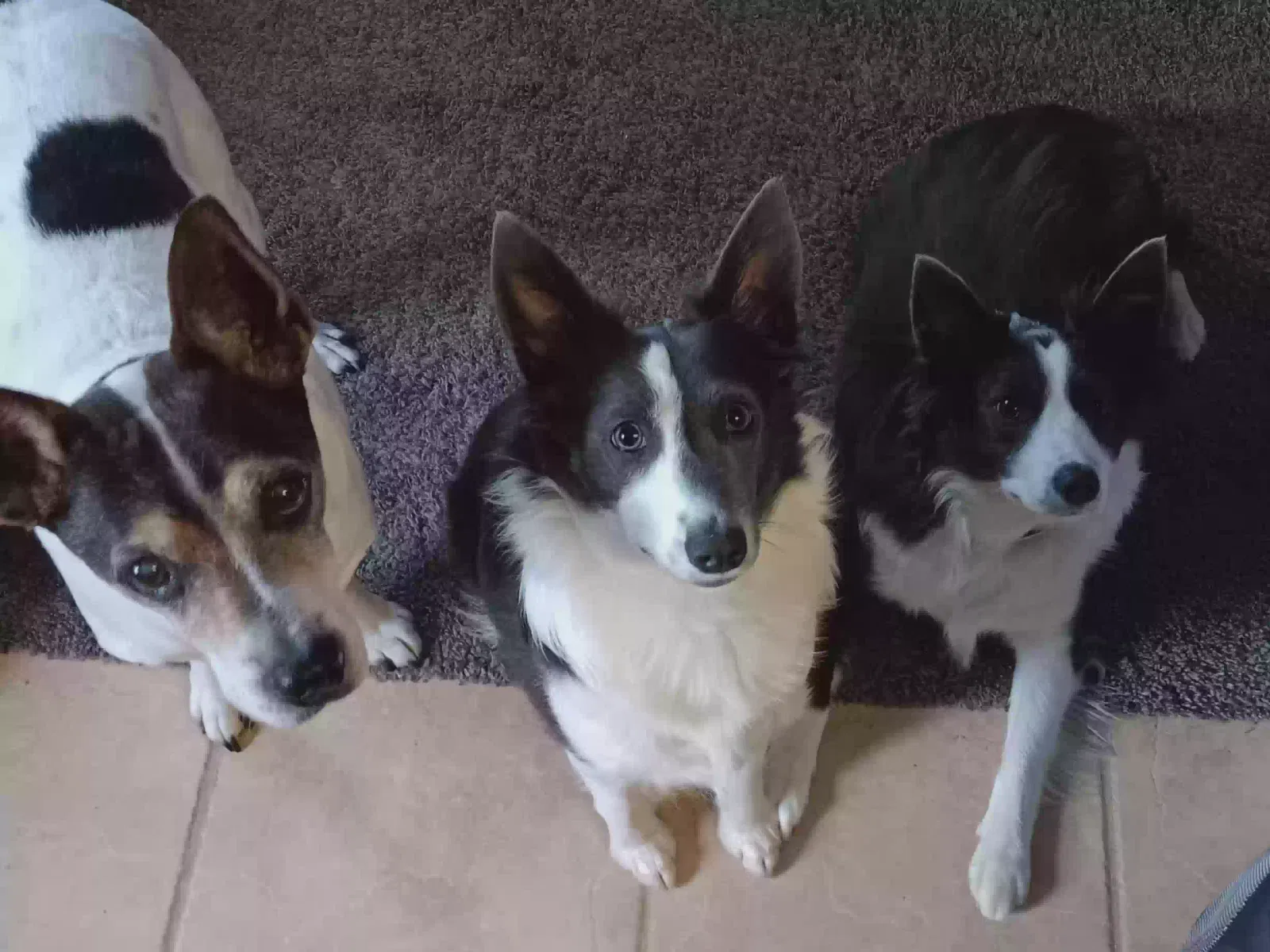 Lost dog in Alpine, CA, 91901
