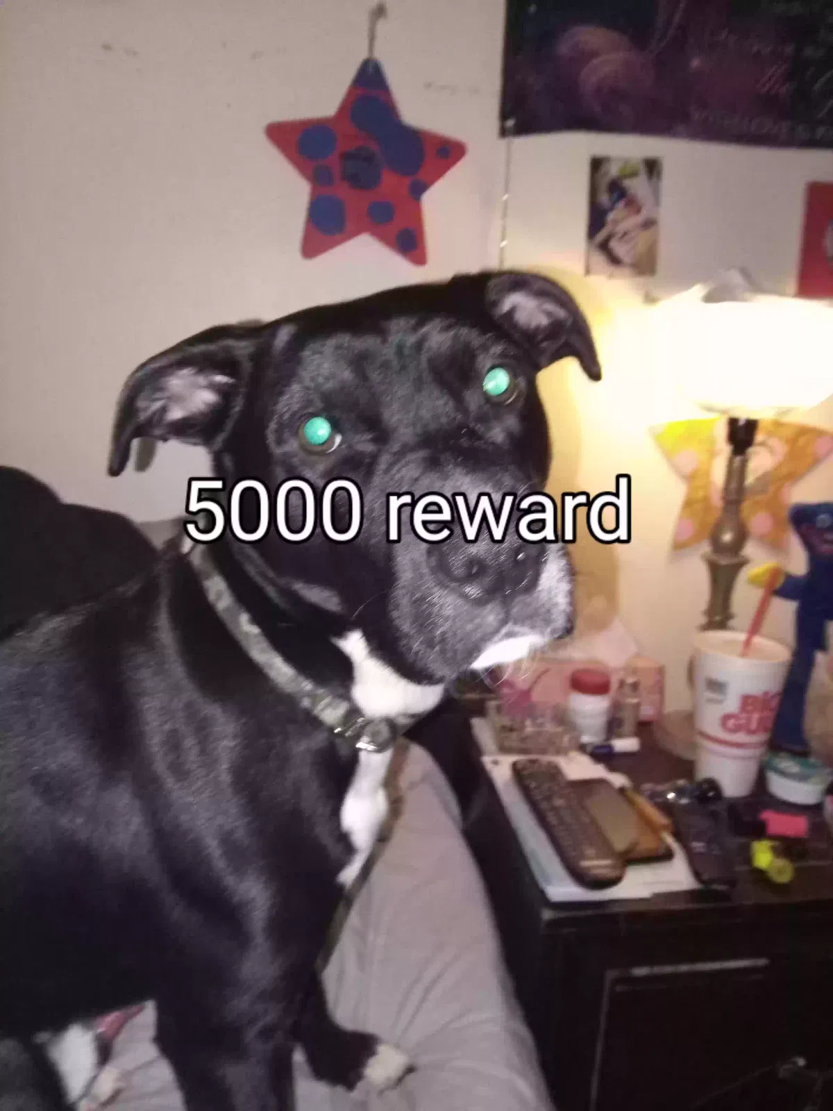 Lost dog in Independence, MO, 64056