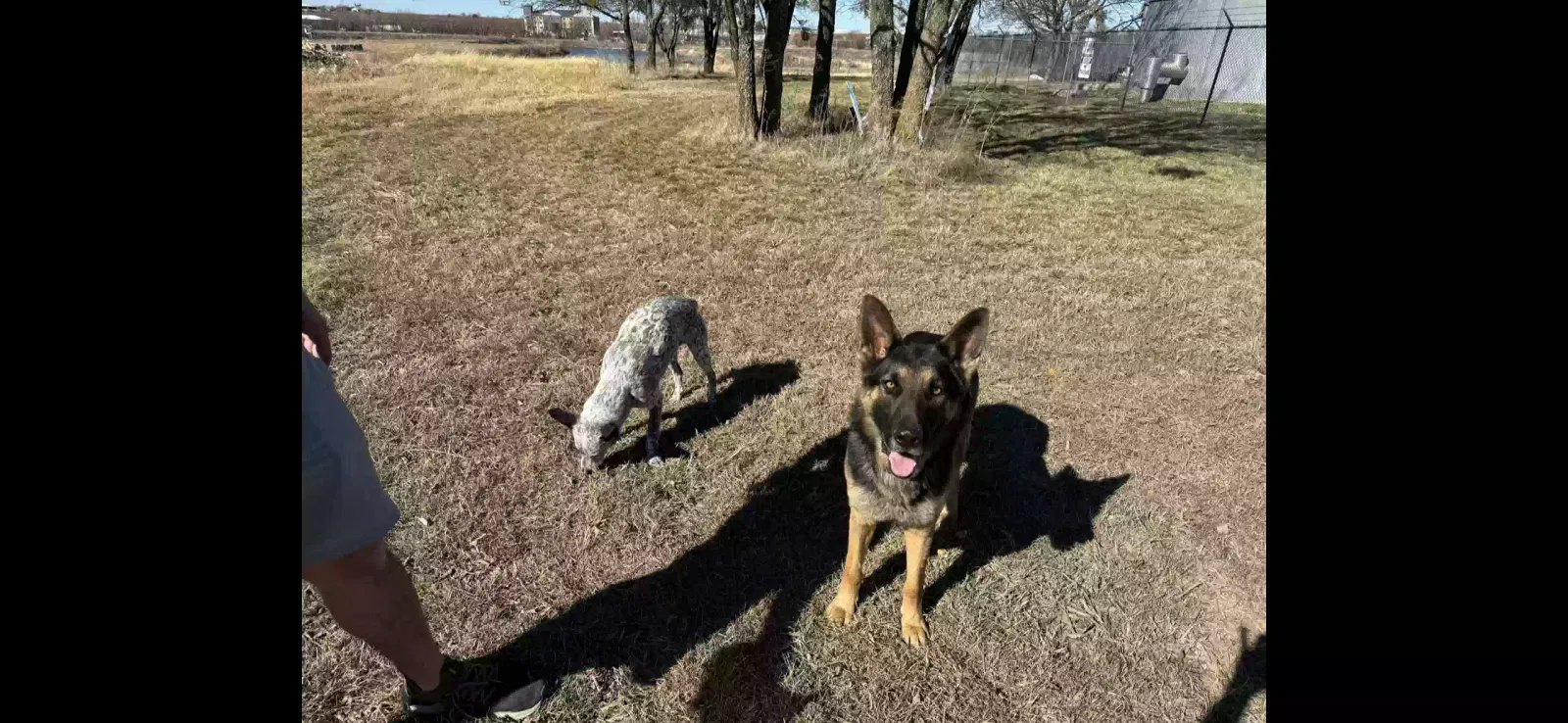 Found dog in Cresson, TX, 76035
