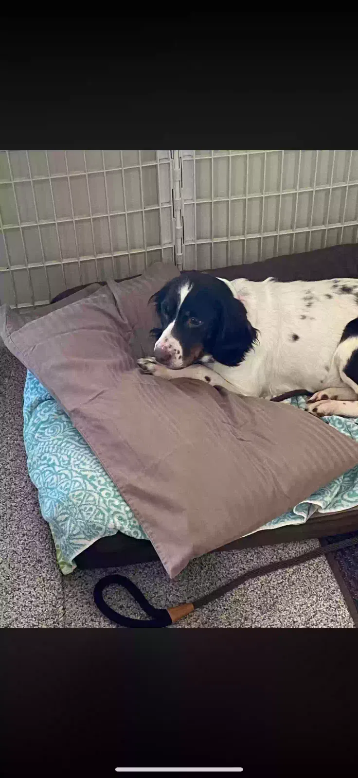 Lost dog in Sapulpa, OK, 74066