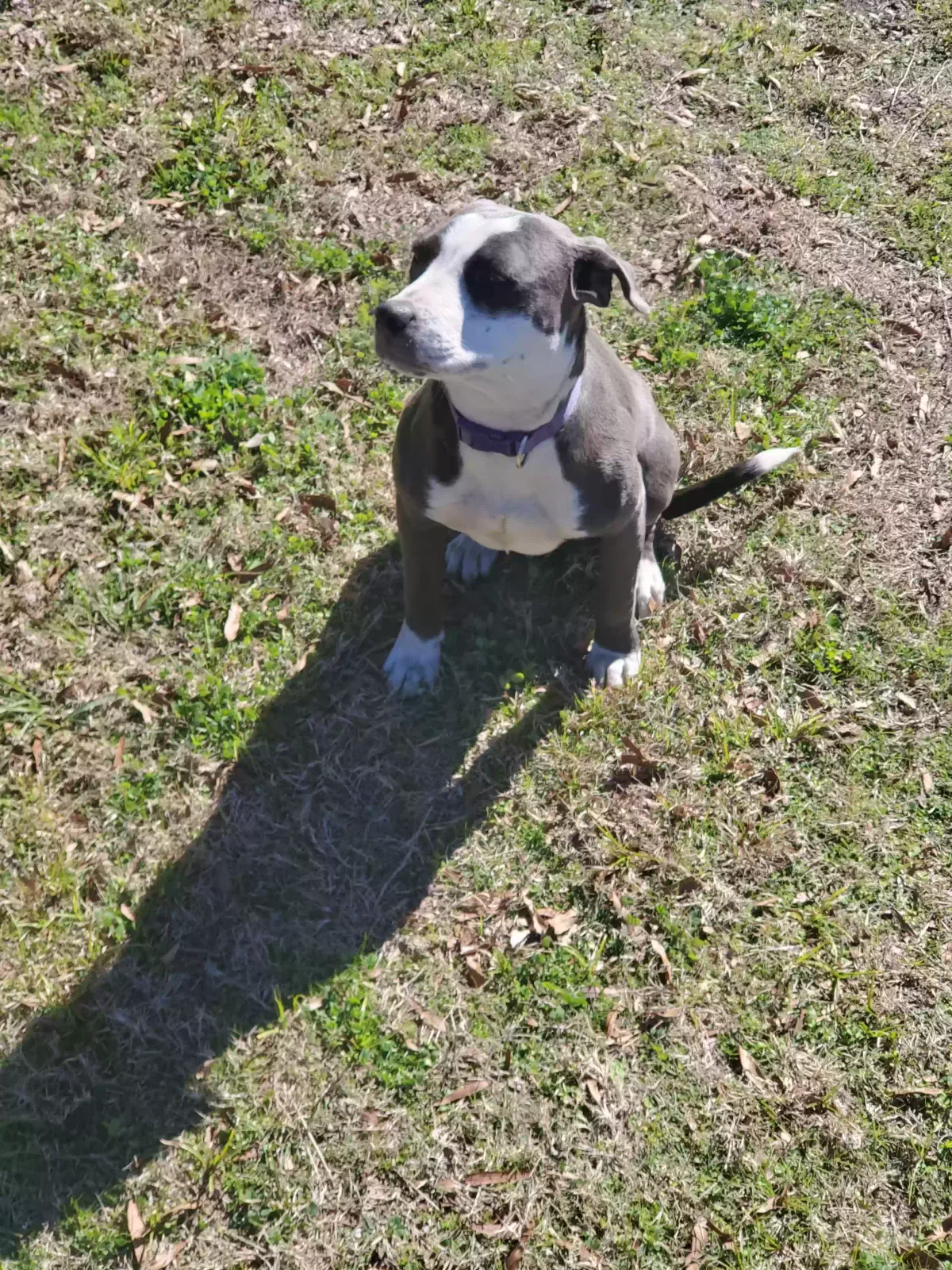 Found dog in Mobile, AL, 36602