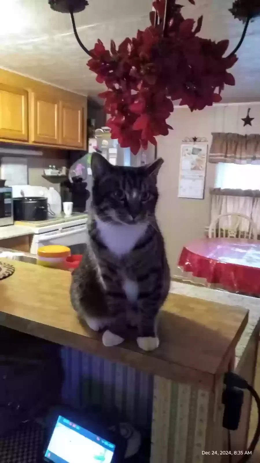 Lost cat in Elmer, NJ, 8318
