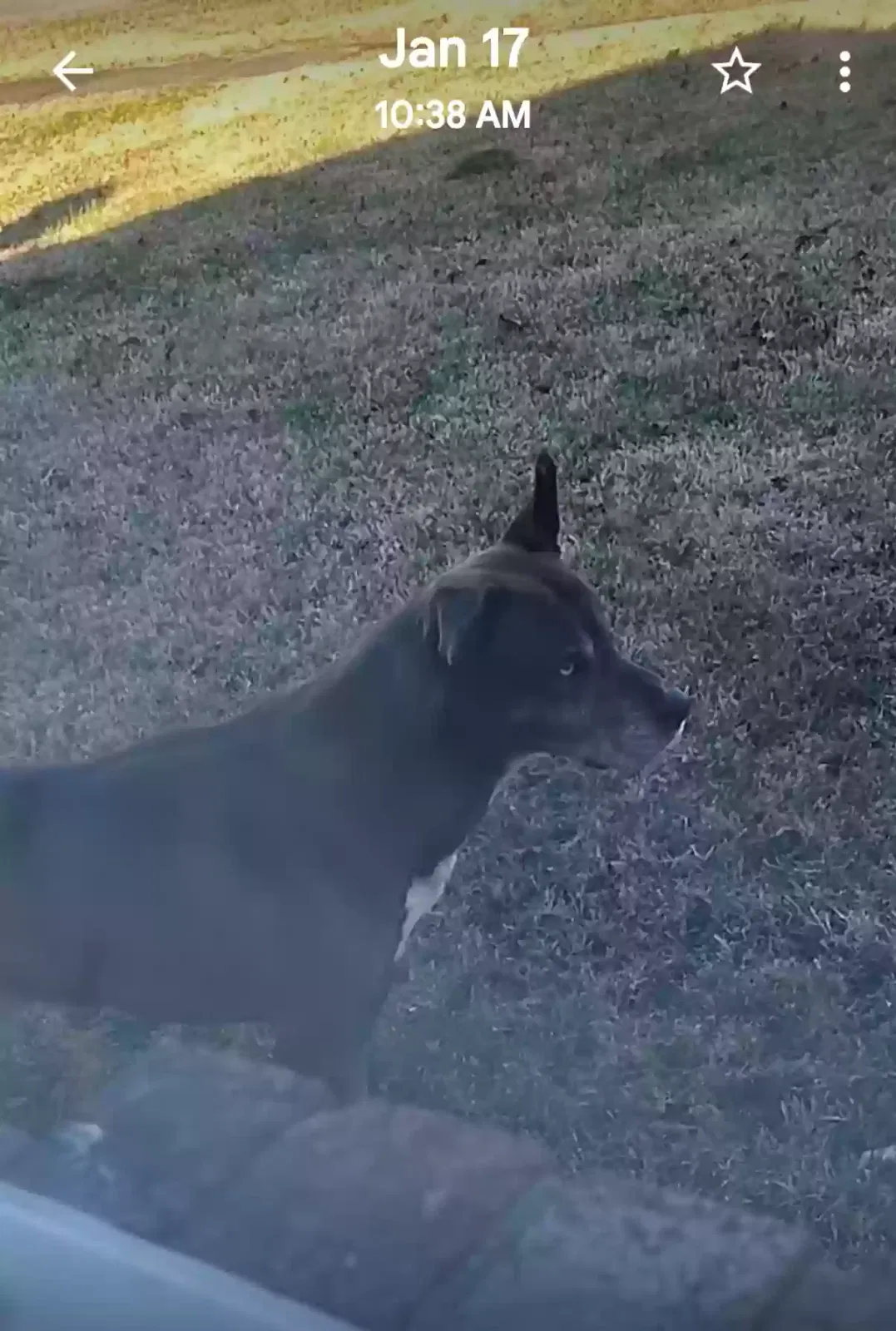 Found dog in Louisville, KY, 40218