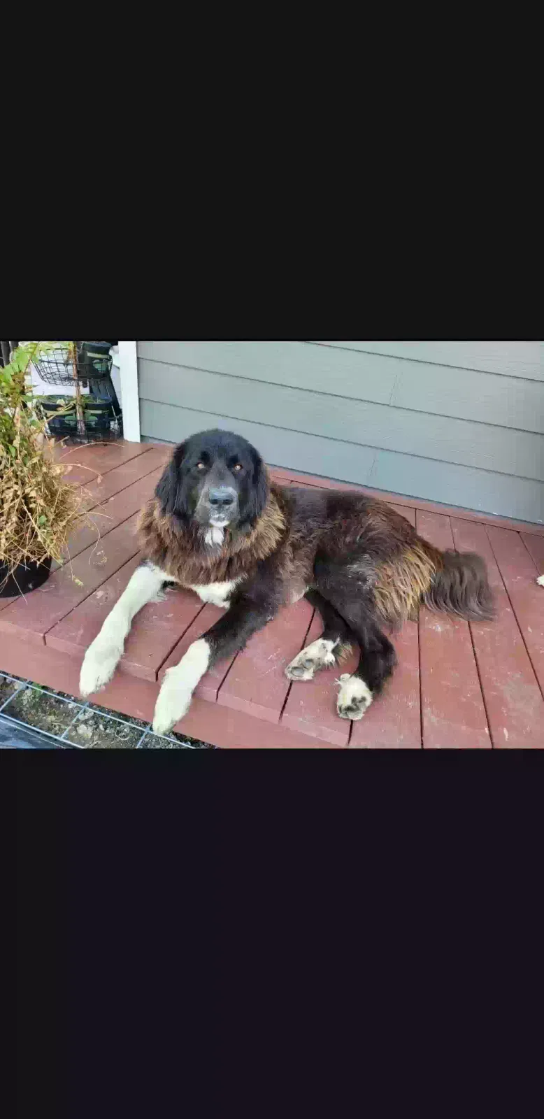 Lost dog in Saint Marys, KS, 66536