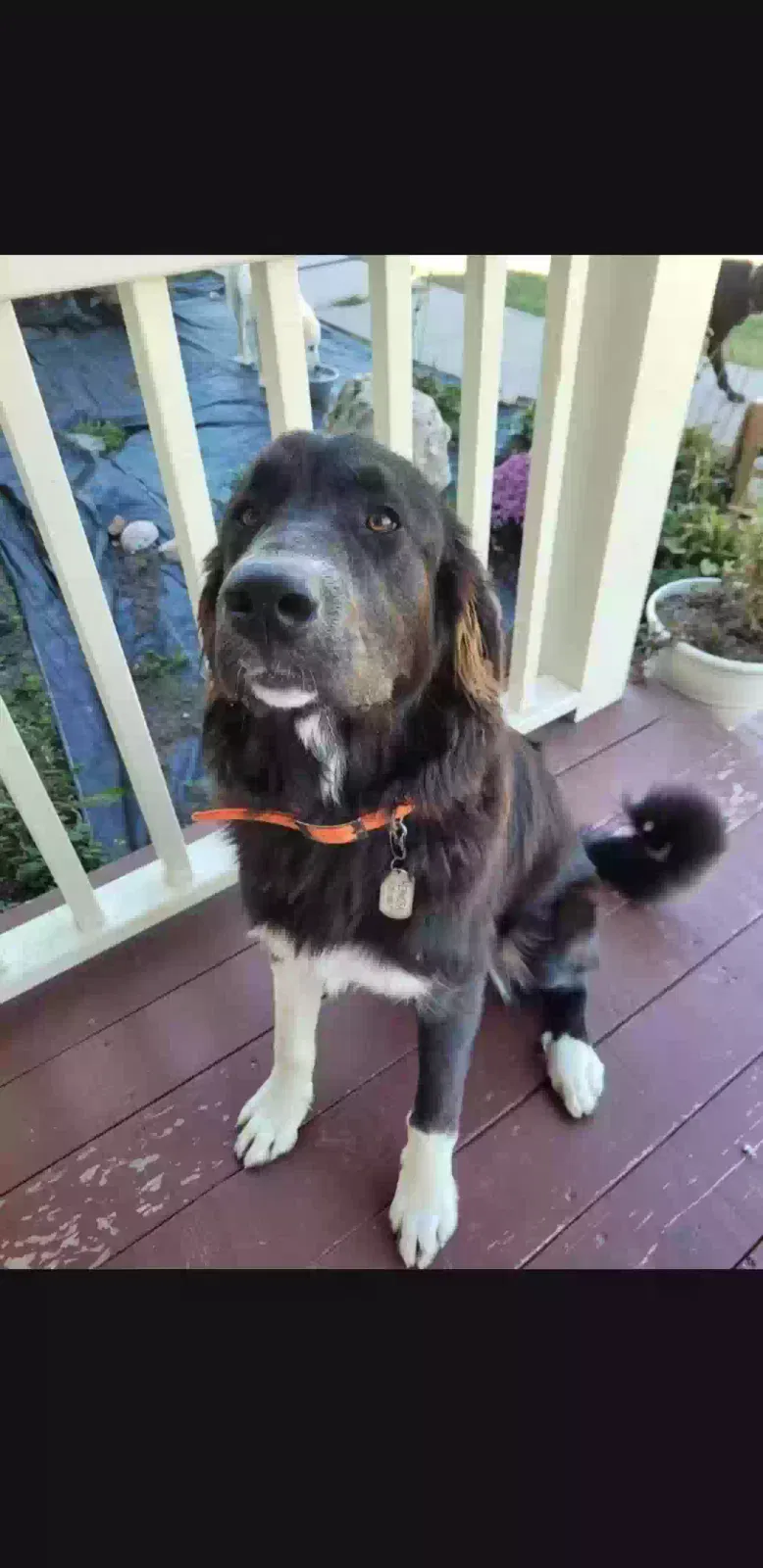 Lost dog in Saint Marys, KS, 66536