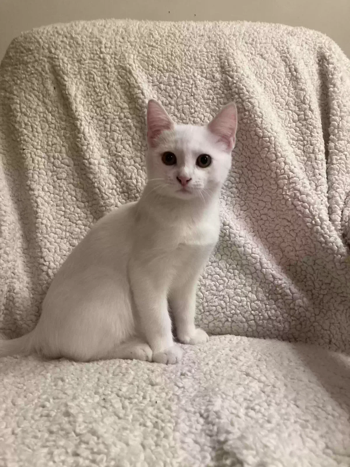 Lost cat in Helena, MT, 59601