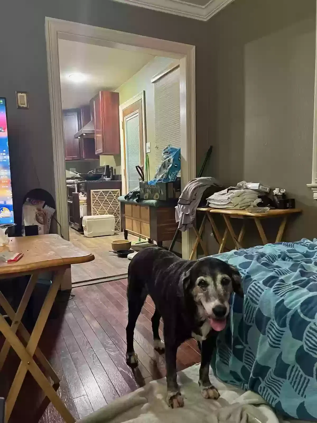 Lost dog in Metairie, LA, 70002