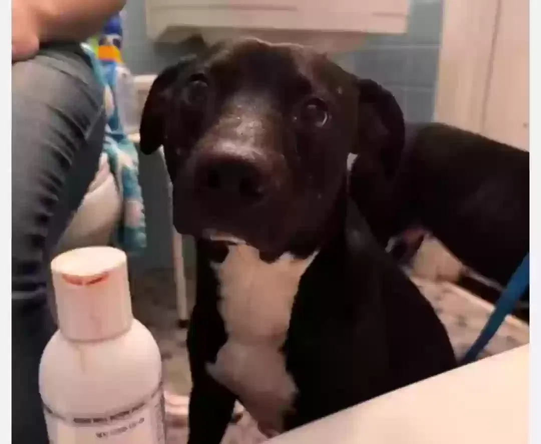Missing Dog