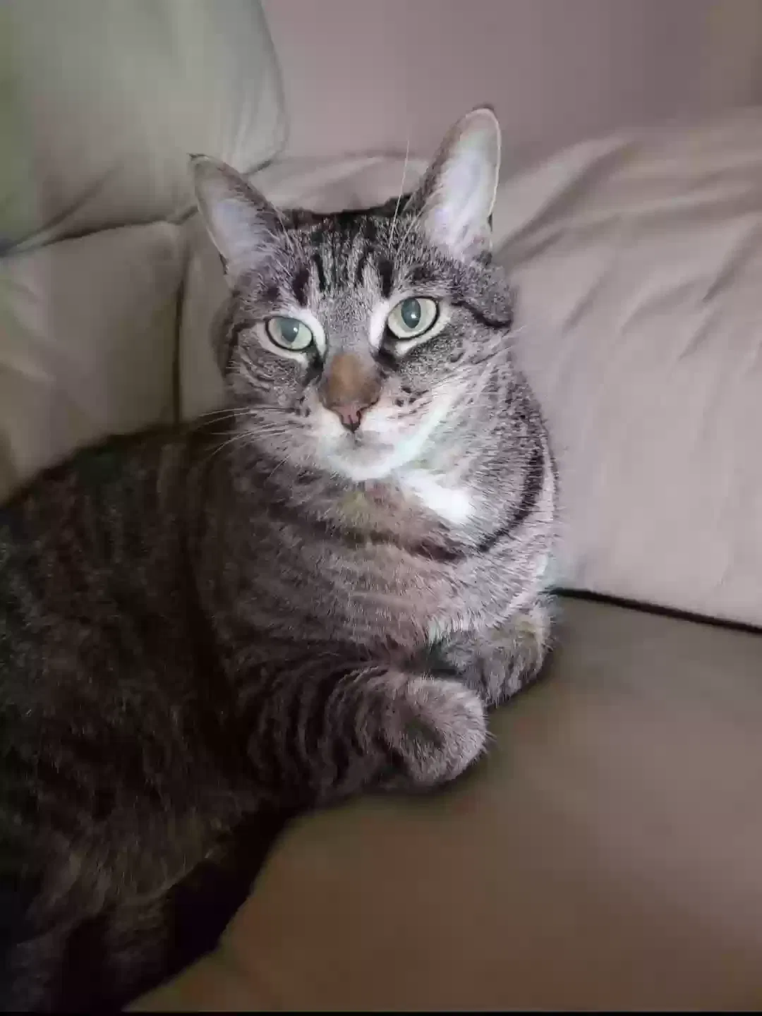 Lost cat in Staten Island, NY, 10312