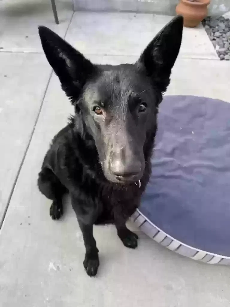 Found dog in Los Angeles, CA, 90039