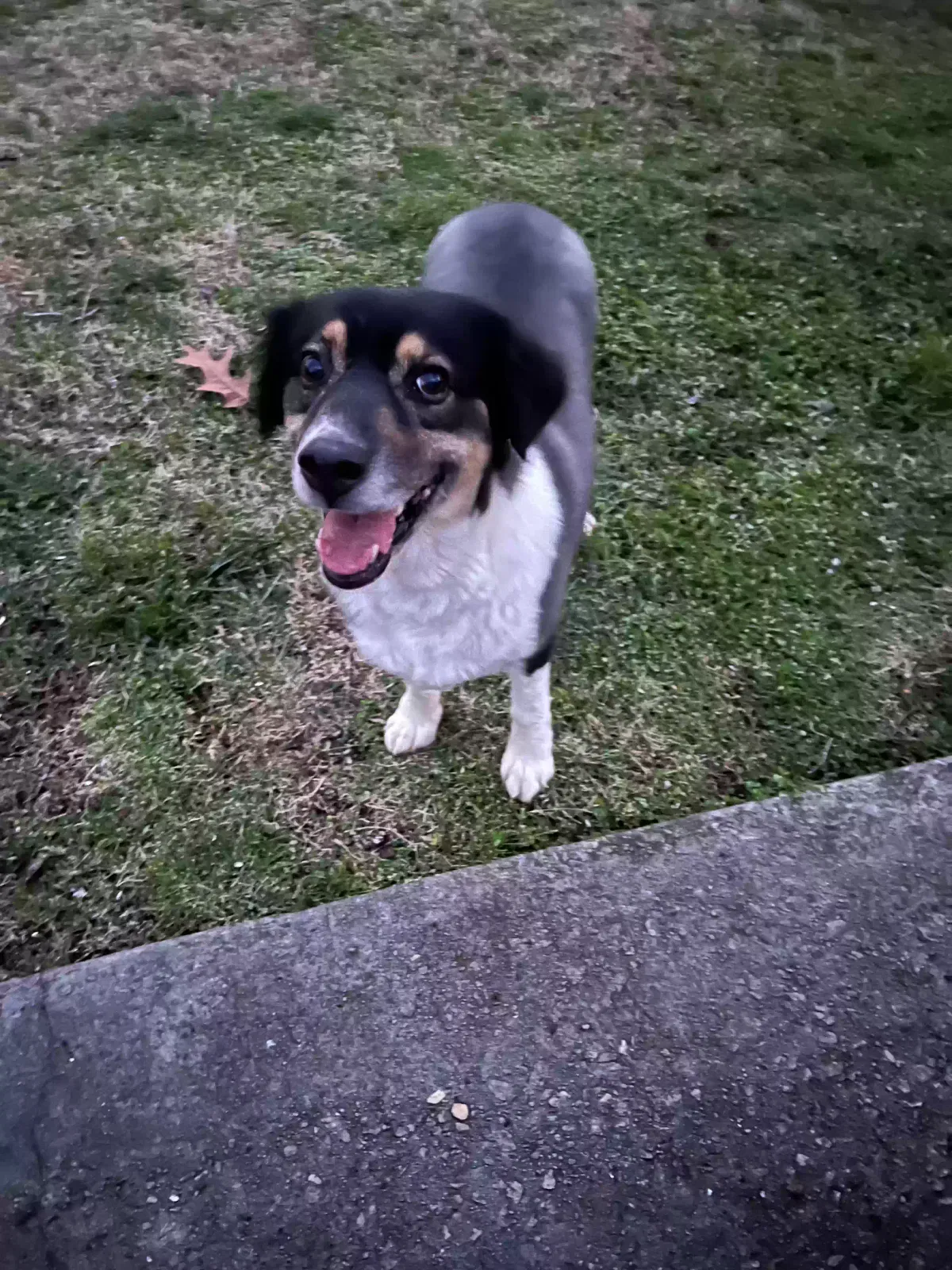 Found dog in Marietta, GA, 30062