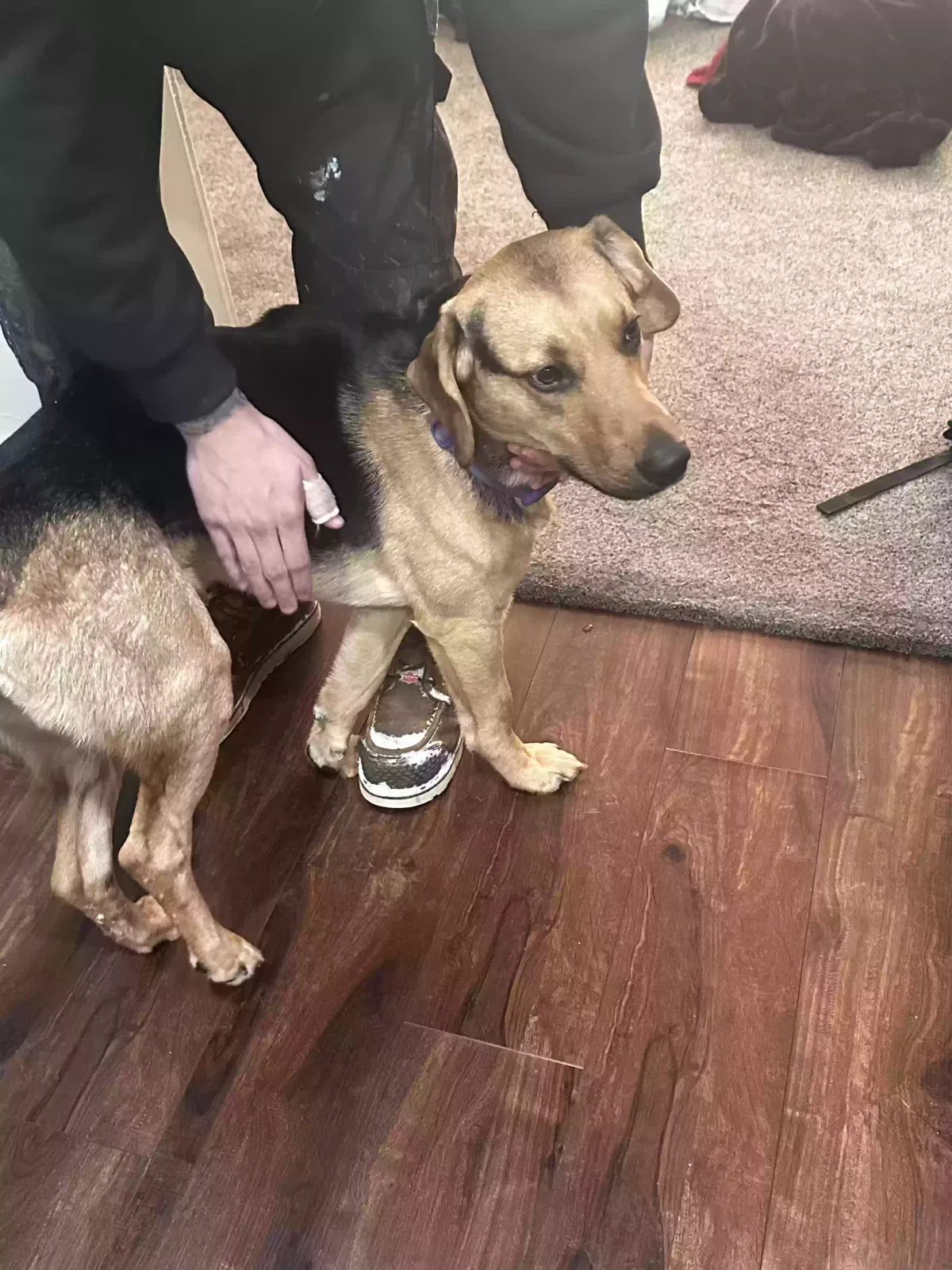 Found dog in Middletown, OH, 45042